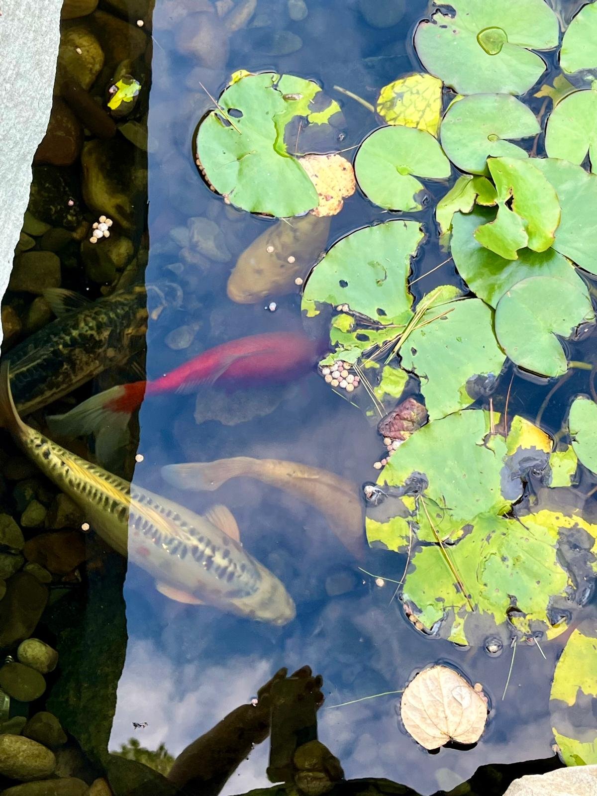 Finished landscape project